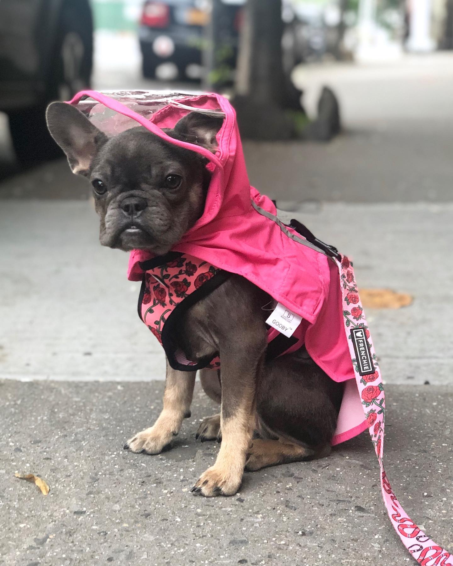 Gooby raincoat best sale