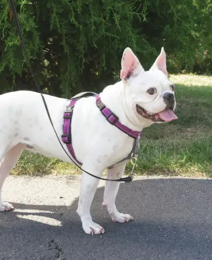 3 in 1 Dog Harness