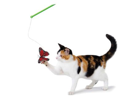 Butterfly Chase Wand Cat Toy