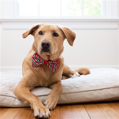 Peppermint Stripe Bow Tie