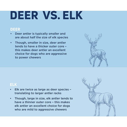 Barkworthies Elk Antler Whole L *