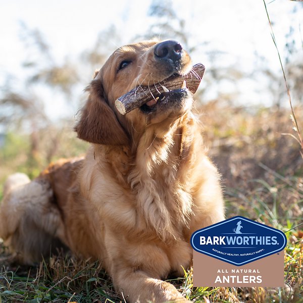 Barkworthies Elk Antler Whole L *