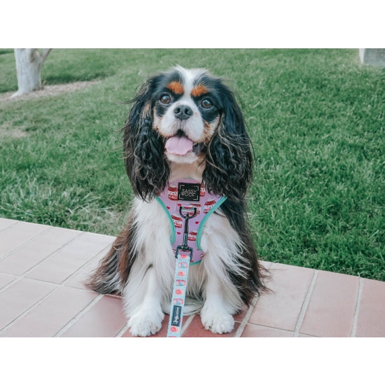 Spread The Love Reversible Dog Harness