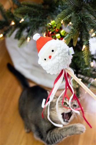 Santa Cat Teaser