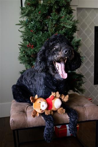 Reindeer Dog Toy