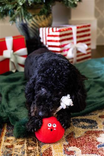 Wrecking Bauble Dog Toy