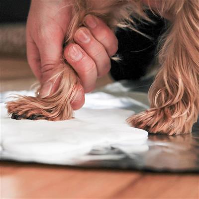 Pawprints Desk Frame - Espresso