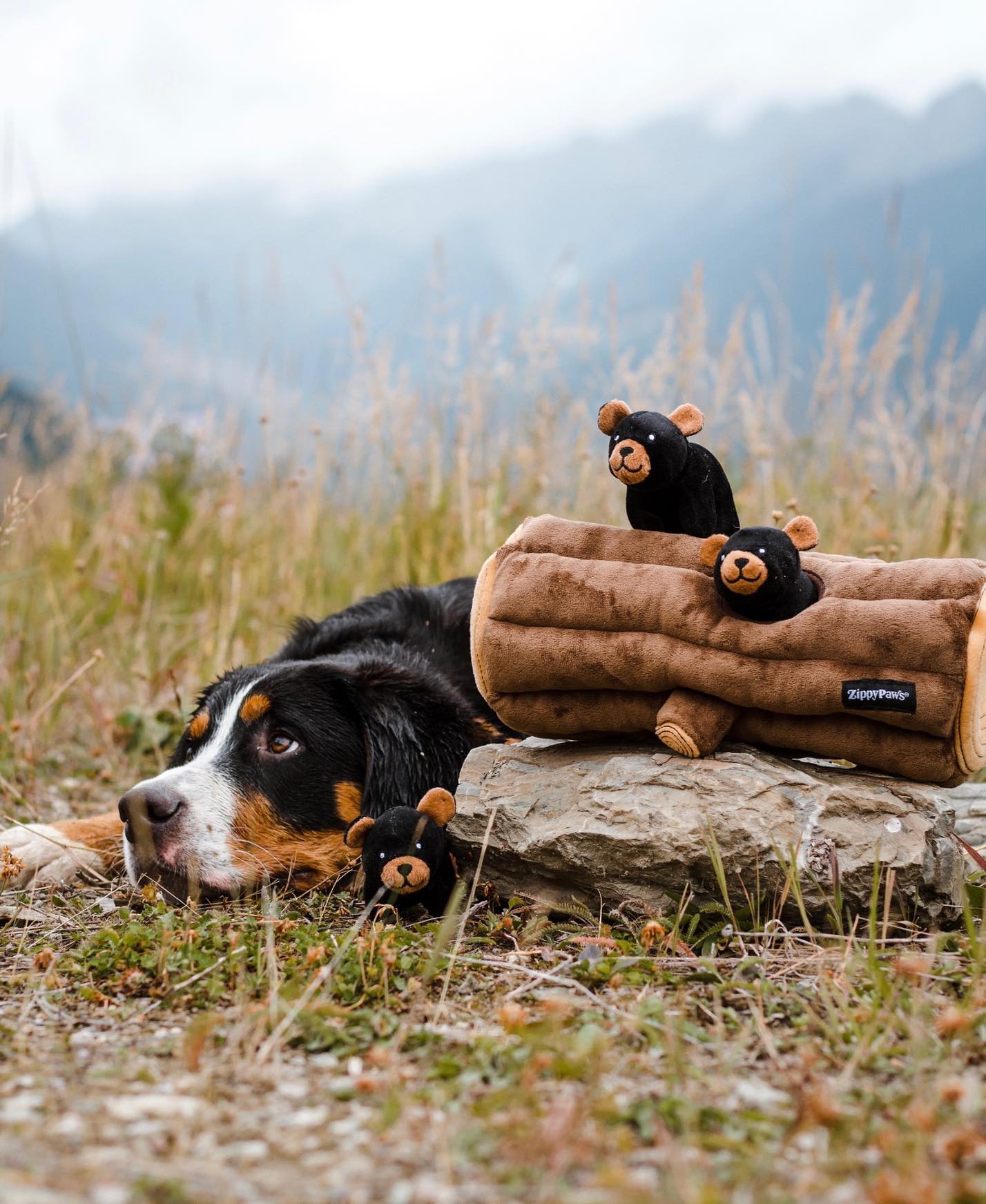 Zippy Burrow - Black Bear Log