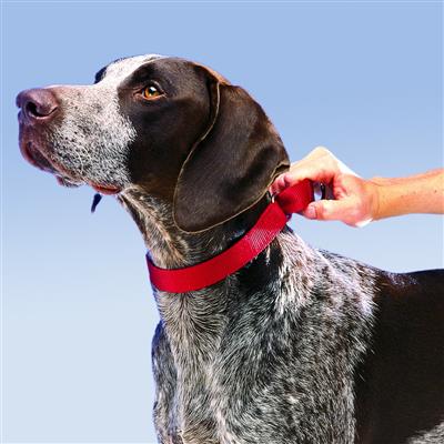 Martingale Collars by PetSafe