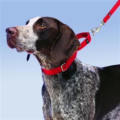 Martingale Collars by PetSafe