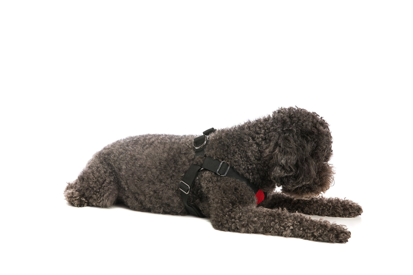 Comfort X Step-In Harness