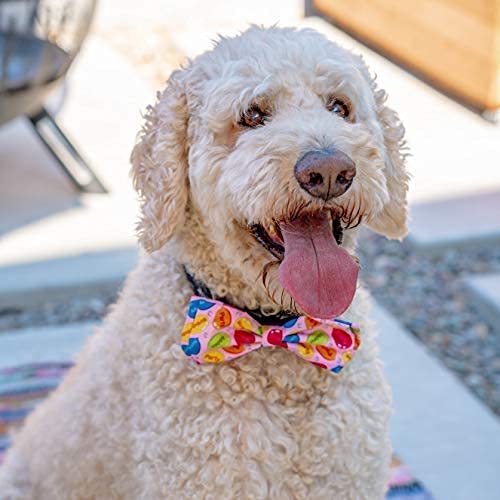 Party Time Bow Tie