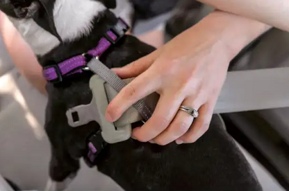 3 in 1 Dog Harness