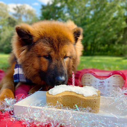 Dog Birthday Cake Kit-Peanut Butter Cake Mix, Icing Mix, and One Candle