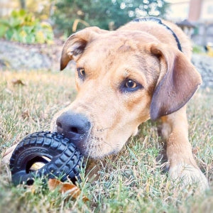 Pet Qwerks Jingle X-Tire Ball Dog Toy