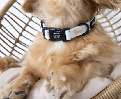 Dog Collar - 101 Dachshund