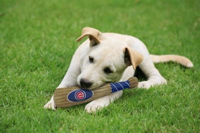 Chicago Cubs Plush Bat Toy