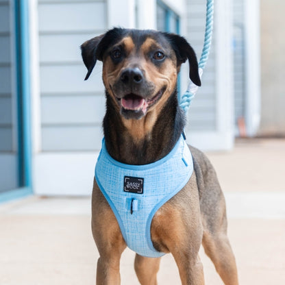 Dog Harness - Blumond