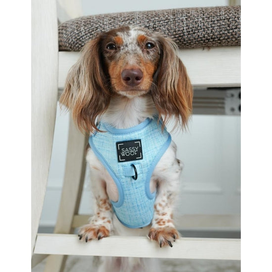 Dog Harness - Blumond