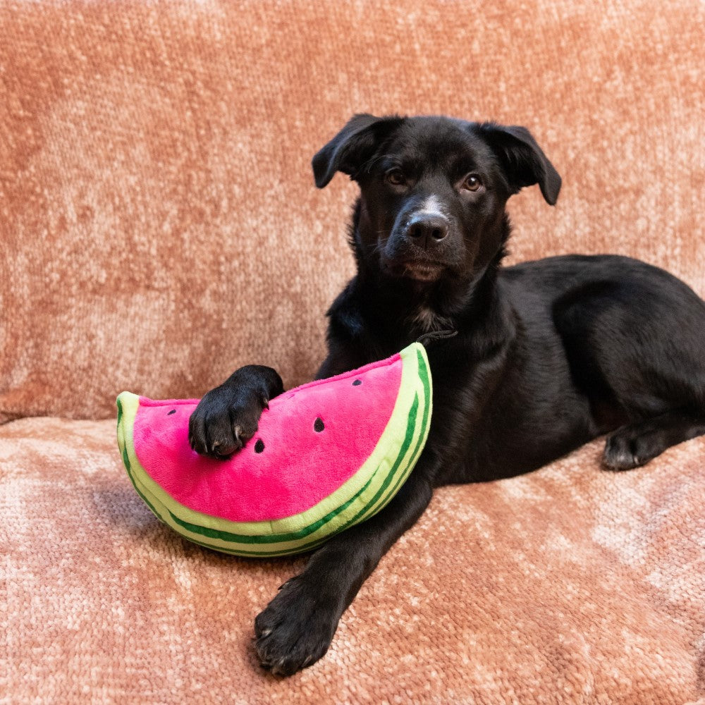 Watermelon Dog Toy