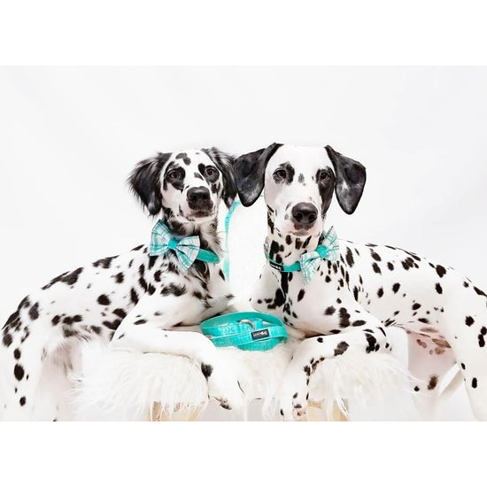 Dog Leash - Wag Your Teal