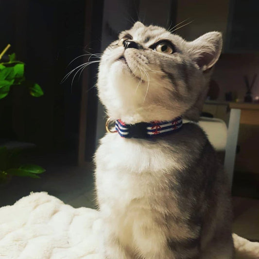 Anchors Aweigh Cat Collar