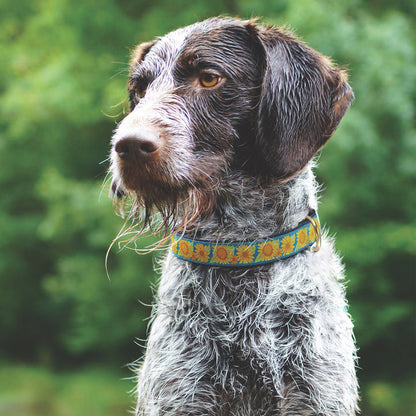 Bright Sunflower Dog Collar