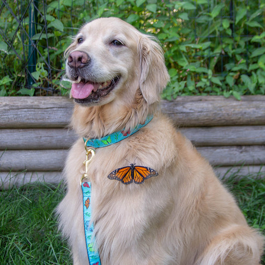 Butterfly Effect Dog Lead