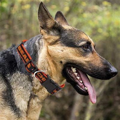 NFL Chicago Bears Dog Collar