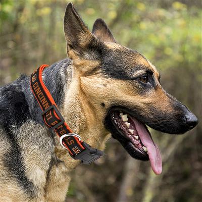 NFL Cincinnati Bengals Dog Collar