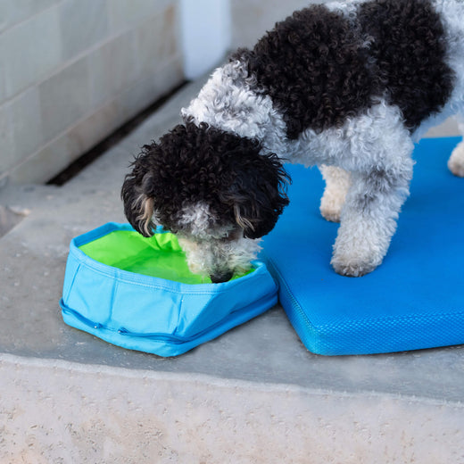Chill Seeker Freeze-And-Go Water Bowl