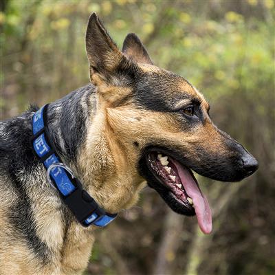 NFL Detroit Lions Dog Collar