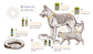 Nature’s Protection™ Flea & Tick Herbal Spot-On For Cats