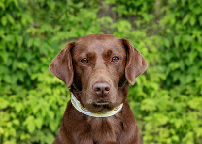 Eternity Dog Collar