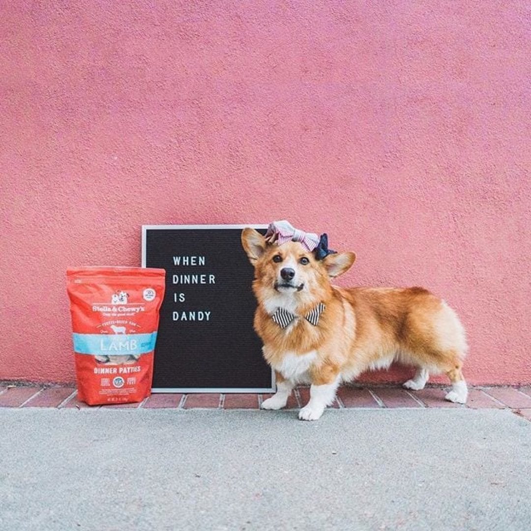 Stella&Chewy's Dog Food - Dandy Lamb Freeze-Dried Raw Dinner Patties