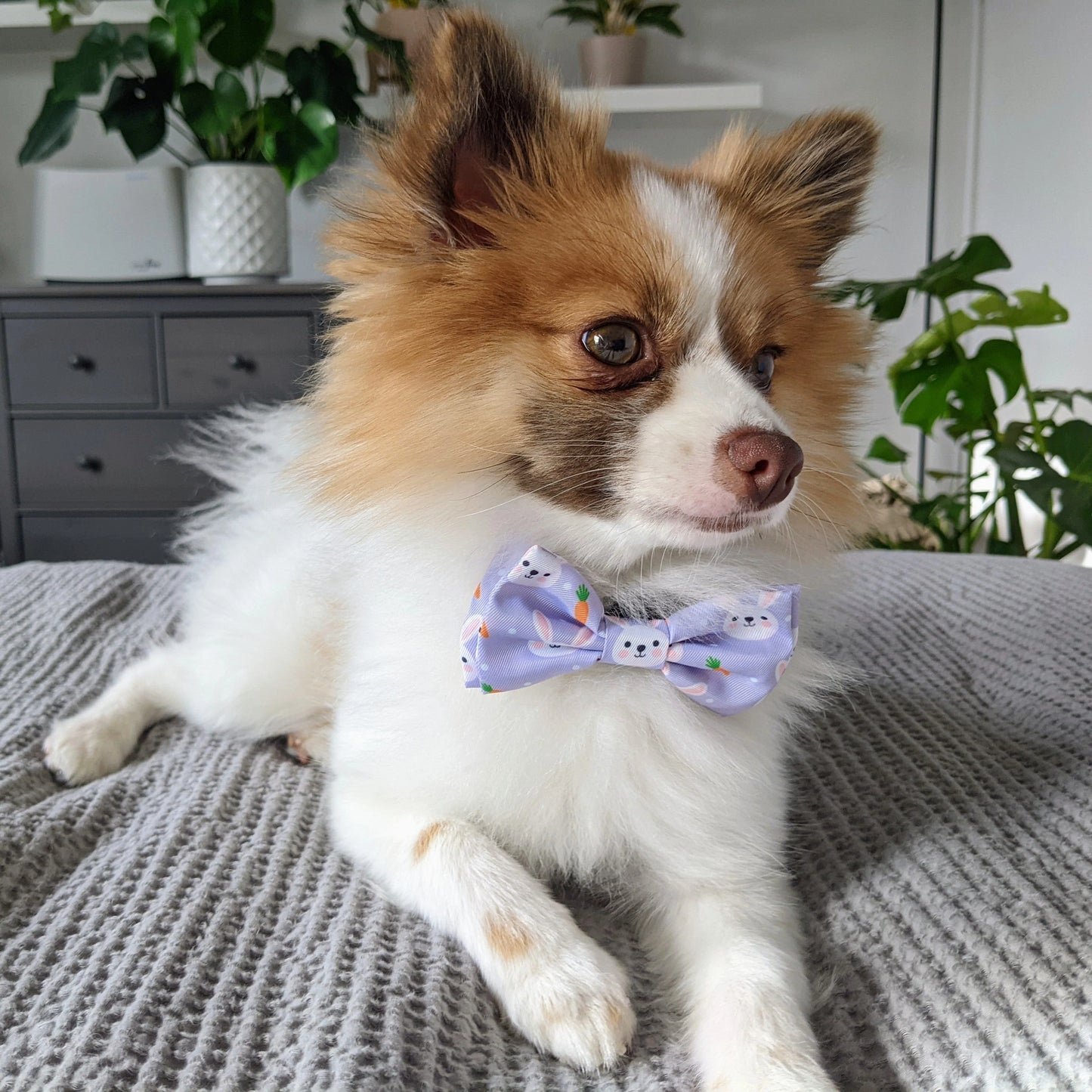 Funny Bunny Bow Tie