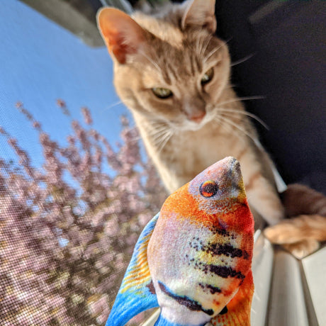 Angelfish Plush Cat Toy