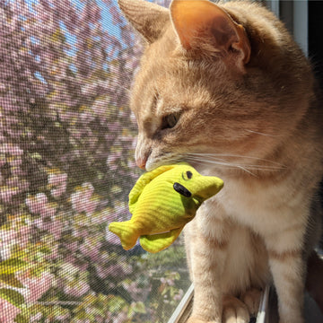 Yellow Tang Cat Toy