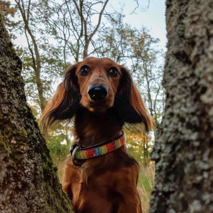 Smart ID Dog Collar - Jelly Bears