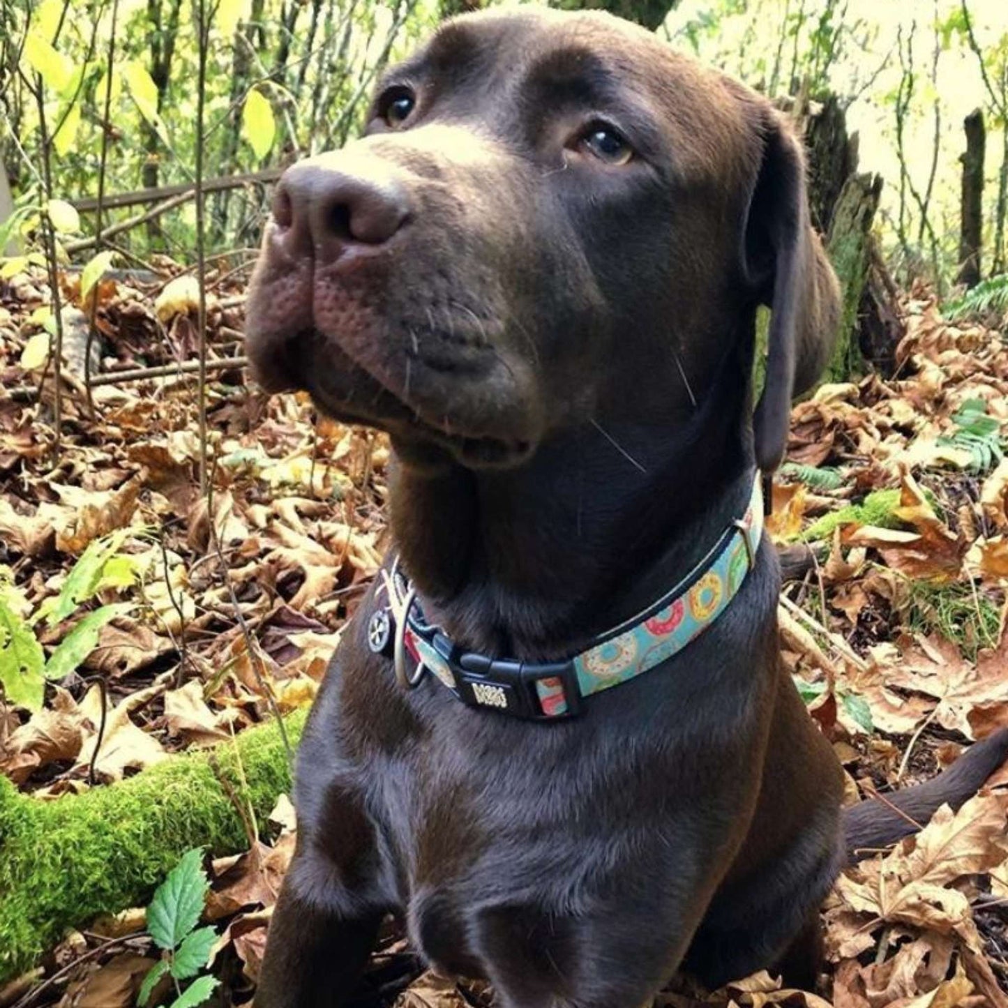 Smart ID Dog Collar - Donuts