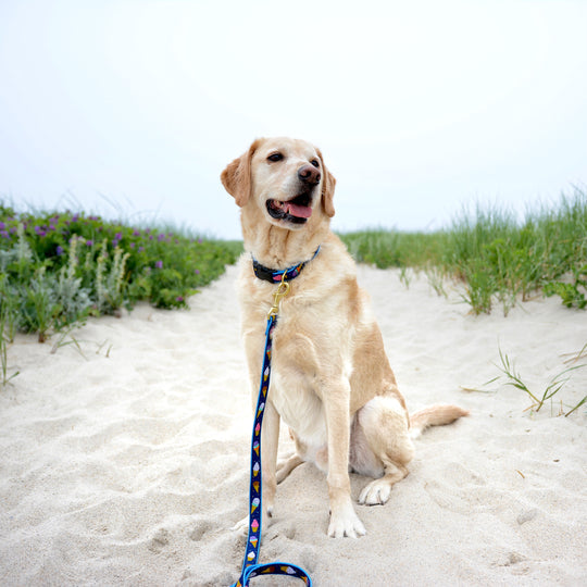 Ice Cream Dog Lead