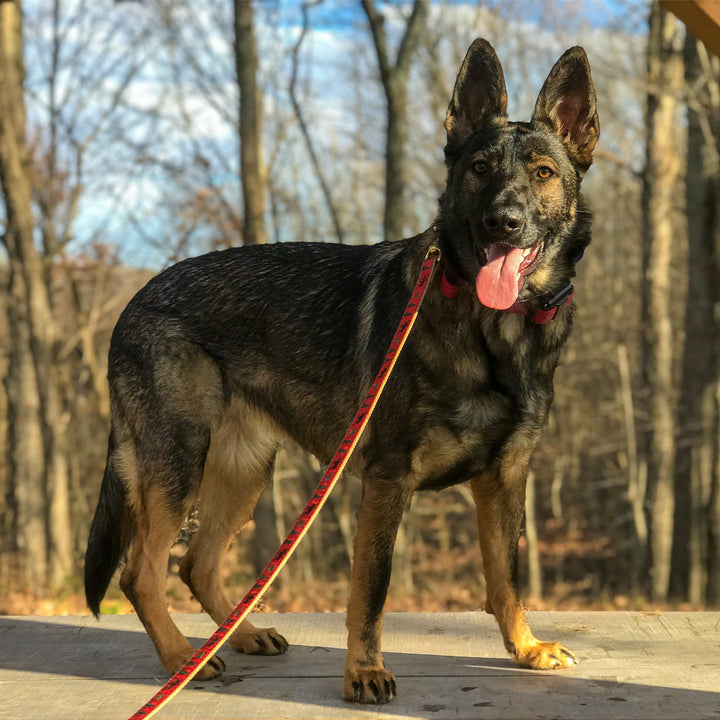Moose Dog Lead