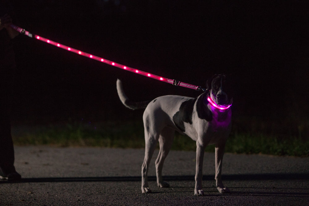 LED USB Rechargeable Dog Collar