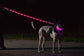 LED USB Rechargeable Dog Leash