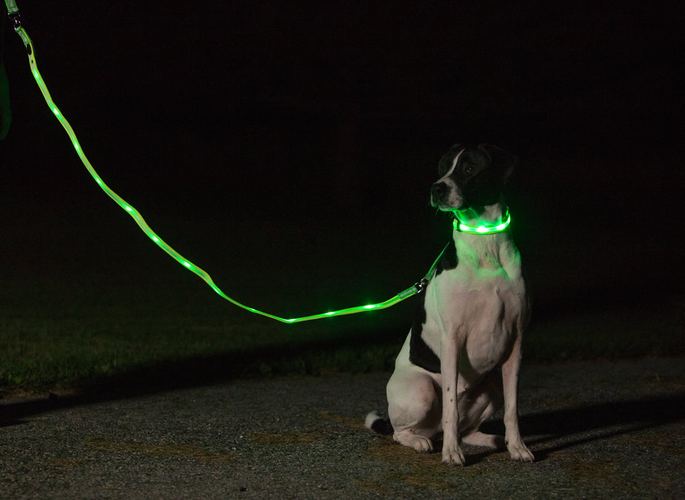 LED USB Rechargeable Dog Collar