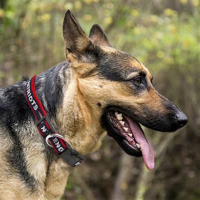 NFL New England Patriots Dog Collar