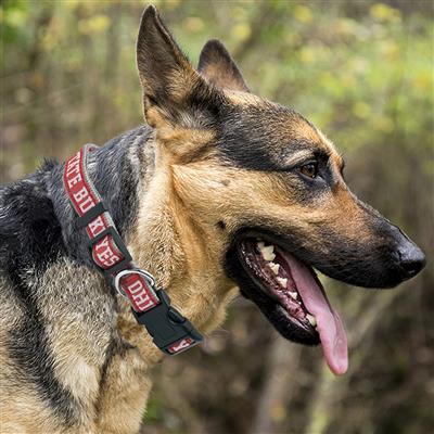 NCAA Ohio State Buckeyes Dog Collar