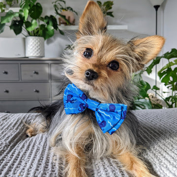 Octopus Garden Bow Tie