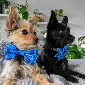 Octopus Garden Bow Tie