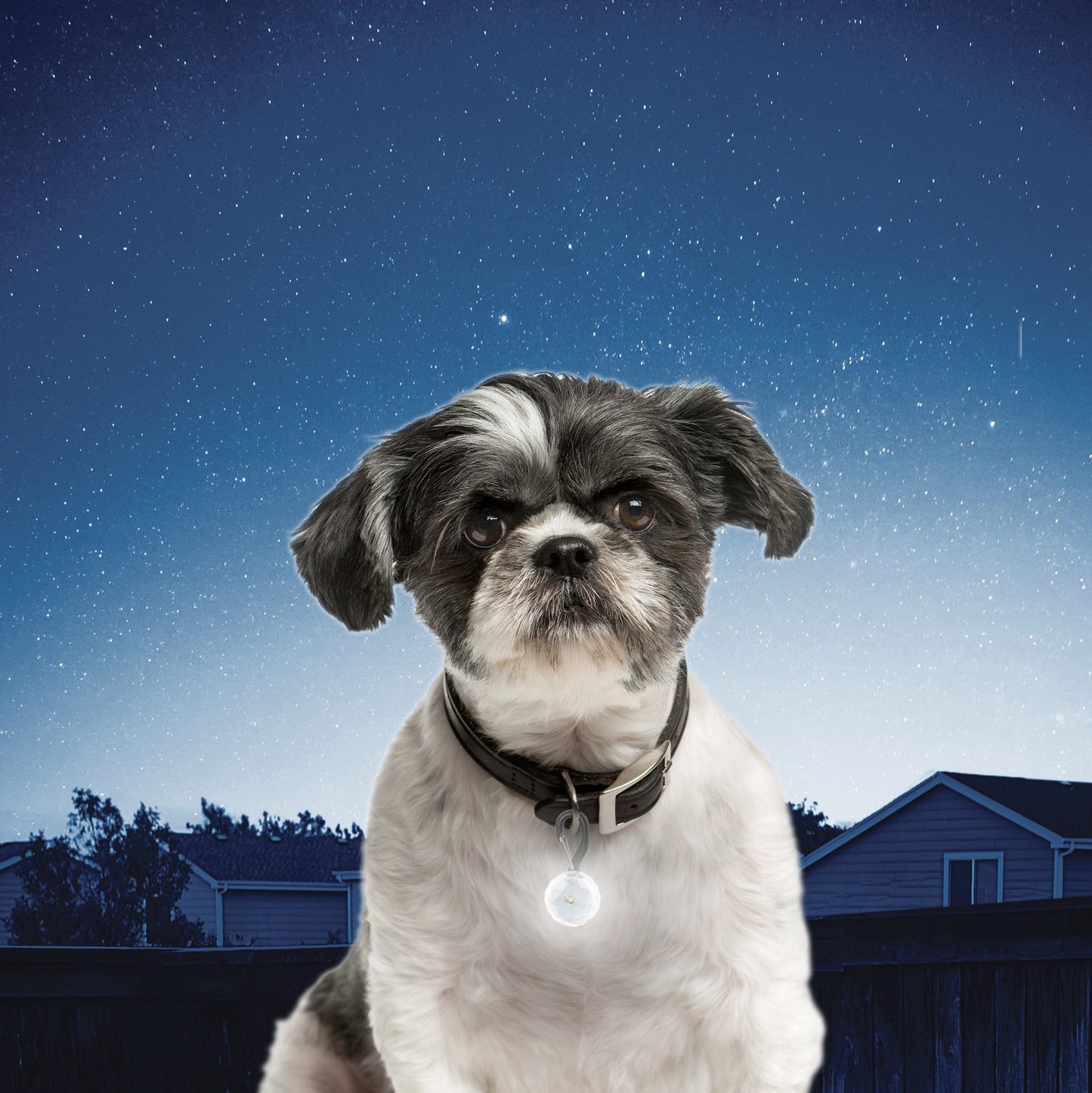 PetLit Collar Light